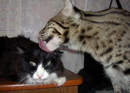 《海外战队纷纷来华:国际电竞交流新平台》,pubg国外战队