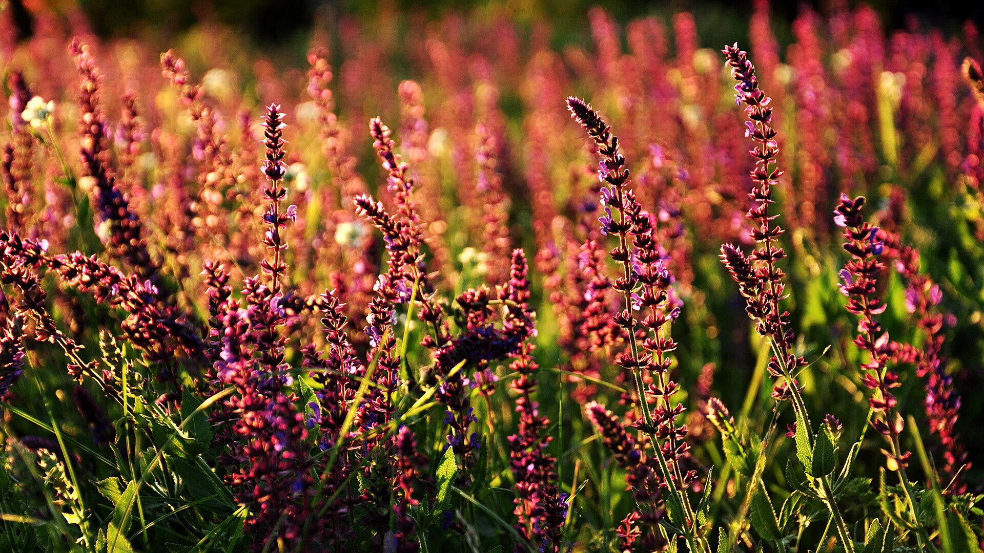 爱游戏中国官方网站平台-穿越火线 赛季积分榜争夺激烈，cf赛事积分榜