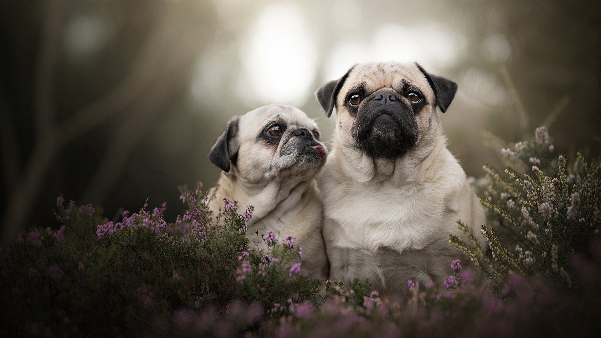 爱游戏-车迷文化：现场欢呼声与激情挥洒的场面，车迷频道
