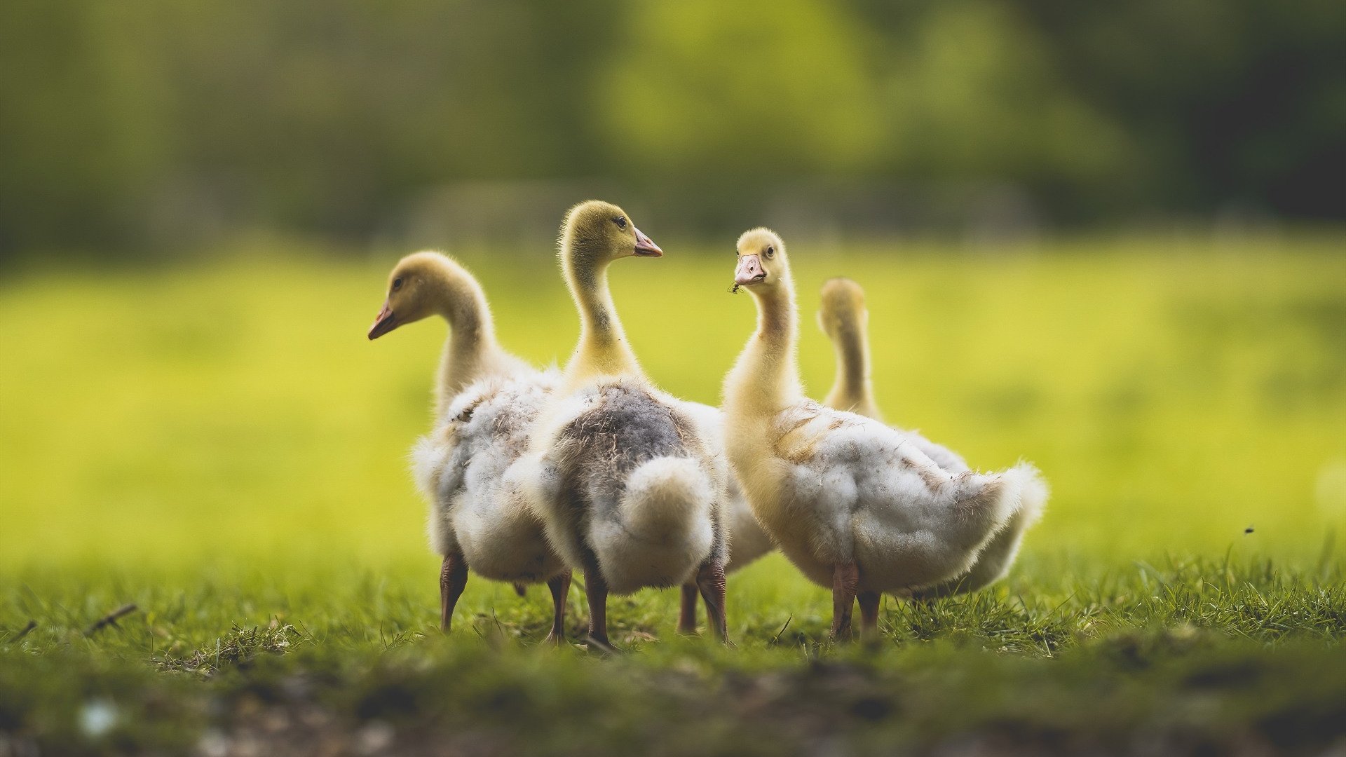 爱游戏体育平台-《电竞青训营火热：培养未来的冠军之路》，电竞青训营是干什么的