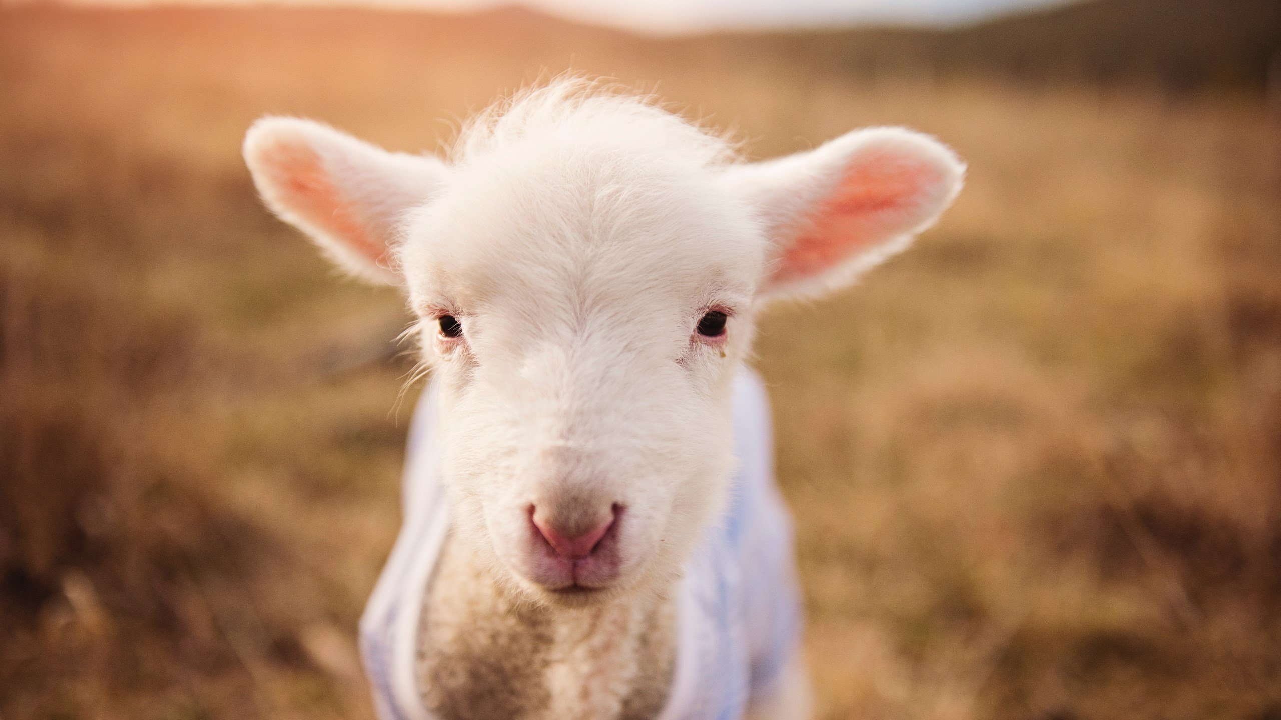 从开幕到收官:F1年度精彩瞬间集锦,2019年f1揭幕战中获得冠军的车队是