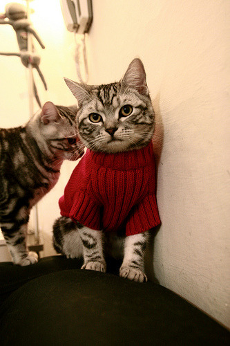 伊朗球员用毯子盖住替补席,被误认为冬奥冰壶队,伊朗杯是什么