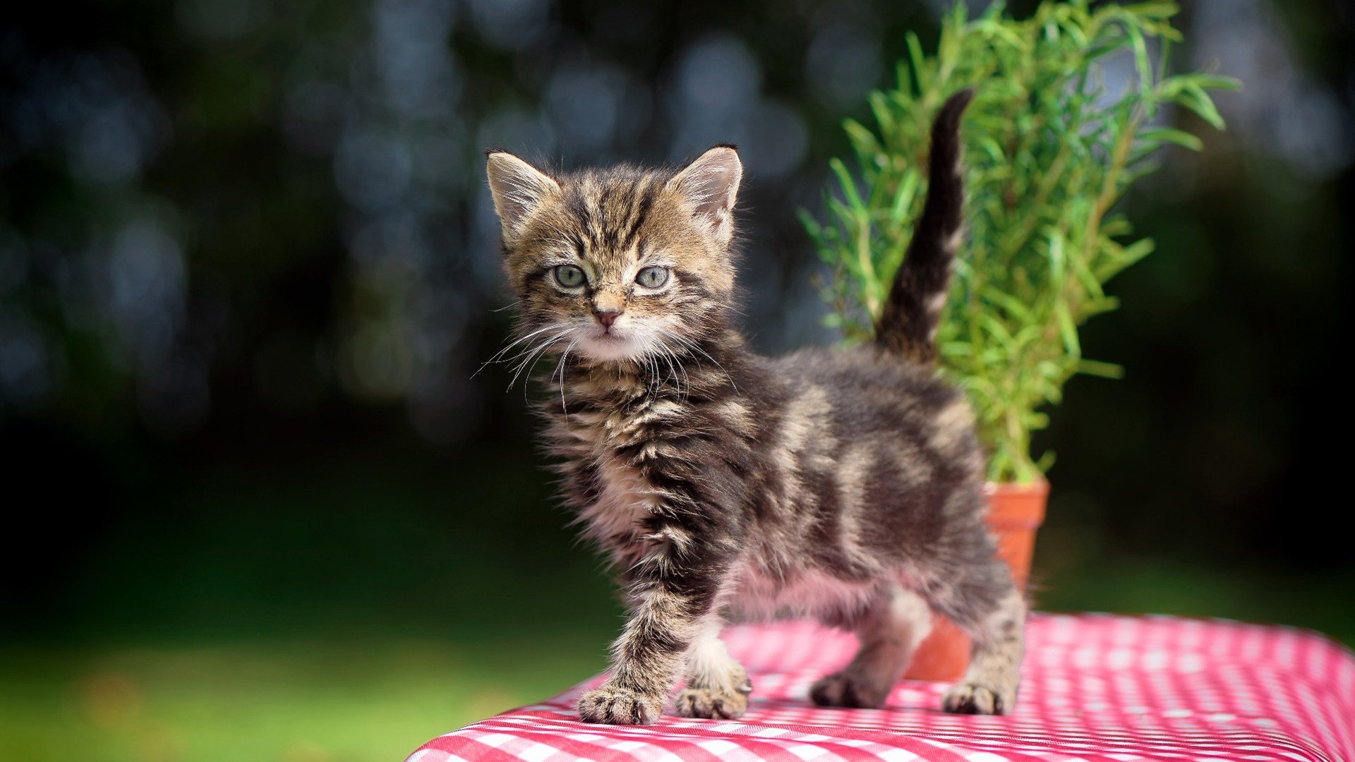 今年联盟助攻榜：谁的传球最“精彩绝伦”？，nba2020助攻榜