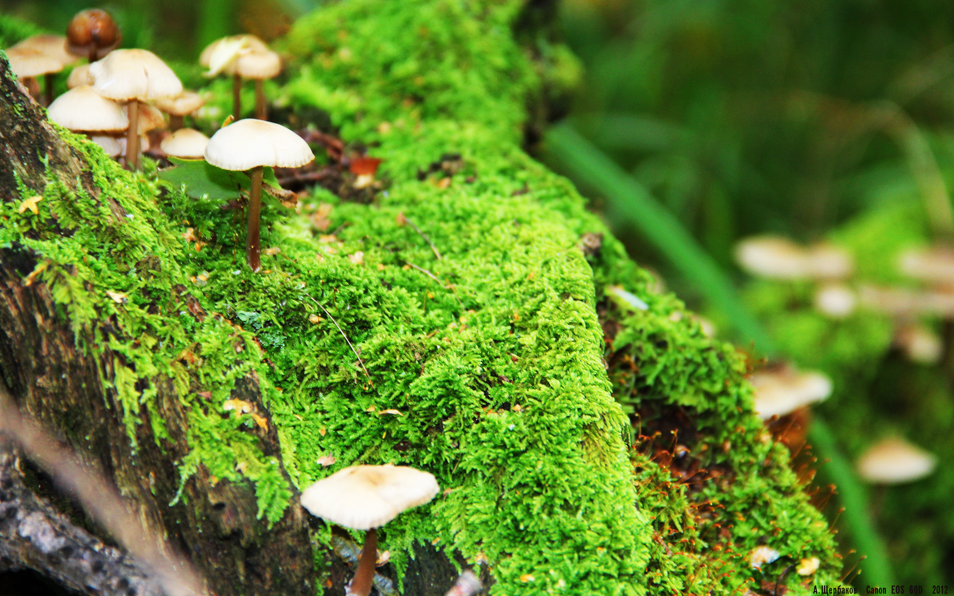 拜仁慕尼黑再次击败对手,欧冠夺冠前景大增!,拜仁慕尼黑的欧冠