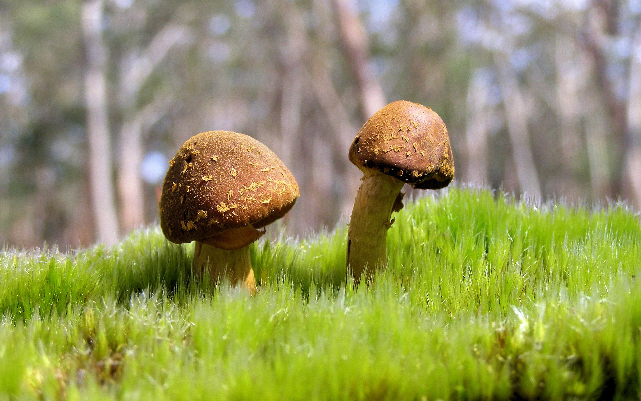 是否应推动球员设立科技助学奖励基金