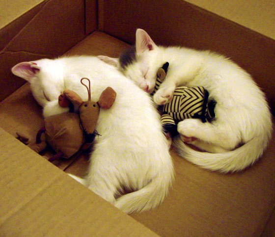 冠军私房课程:冠军队教练的训练秘籍揭秘,冠军特训营