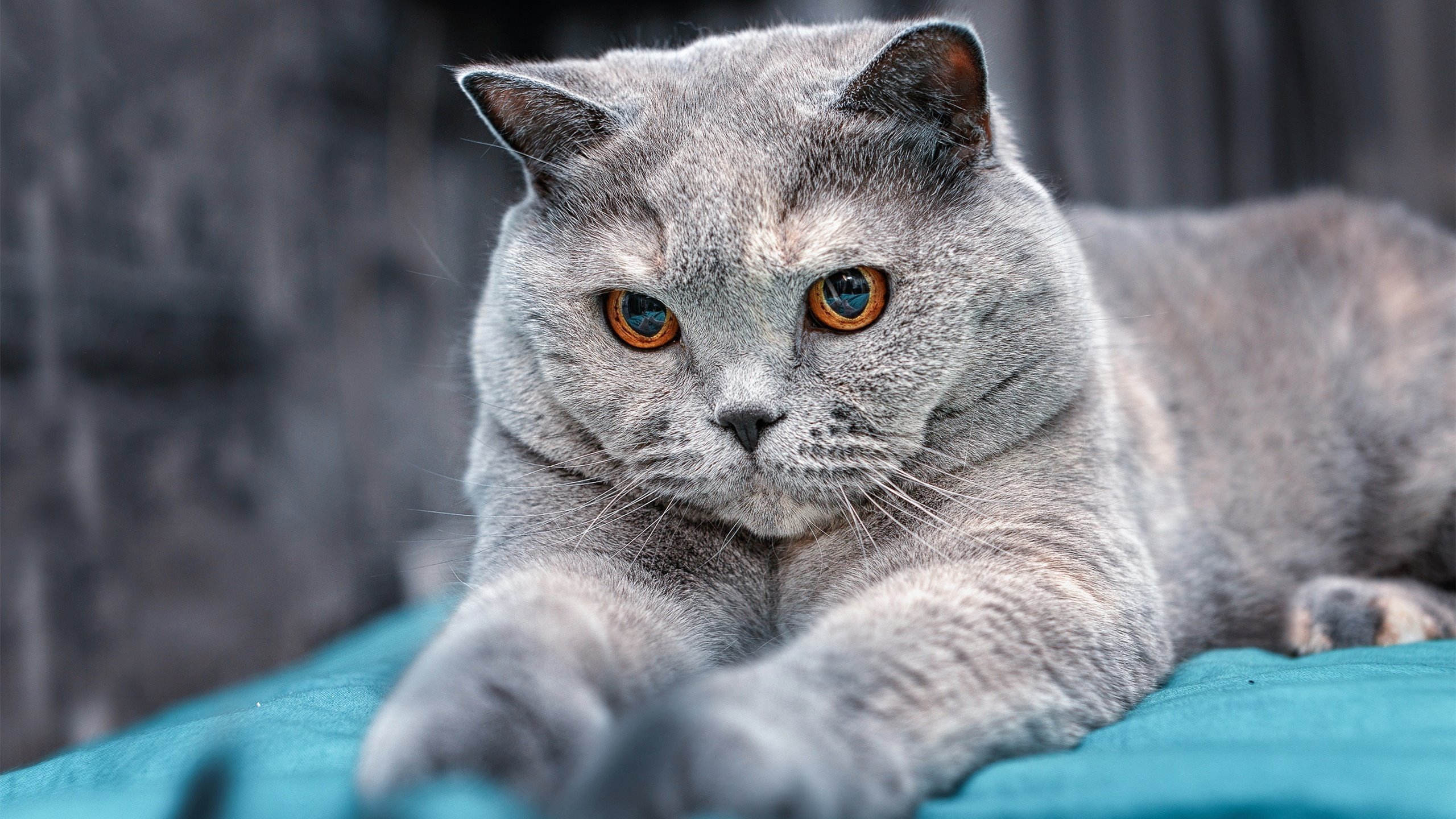 切尔西赢得英格兰足总杯，波切蒂诺执教首冠，切尔西vs波尔图首发_哈弗茨坎特领衔 维