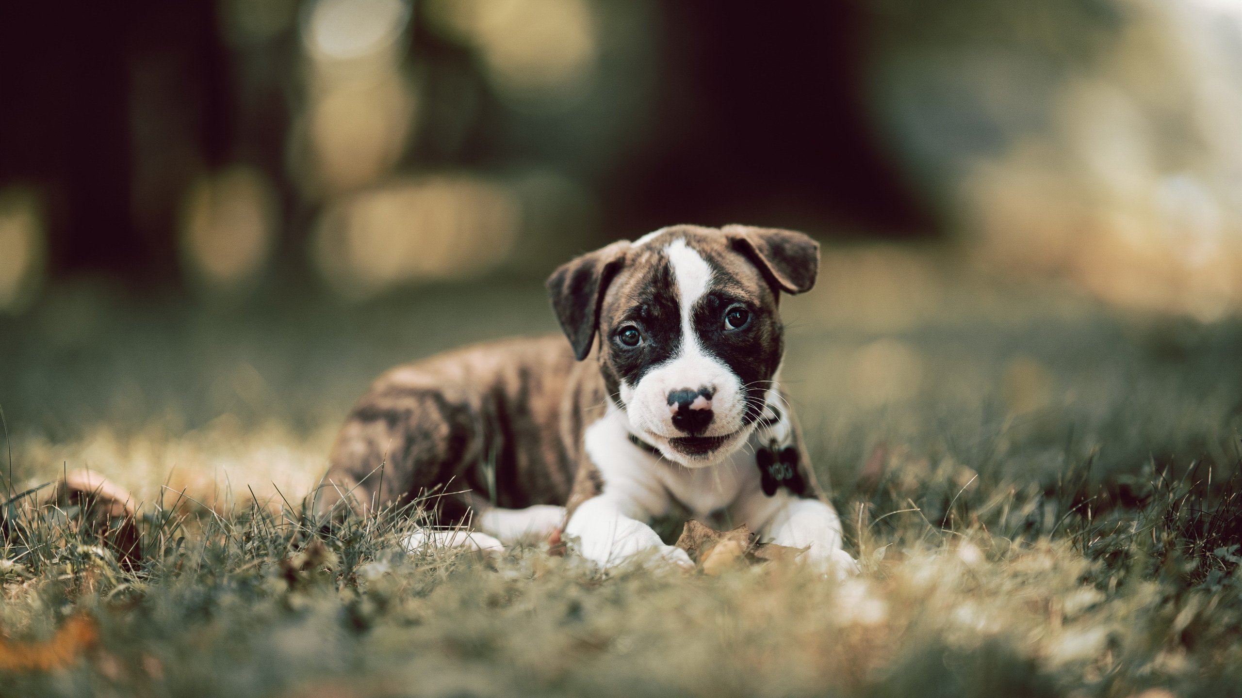 爱游戏体育app-欧洲足球冠军联赛八强赛双方实力对比，欧洲8大联赛