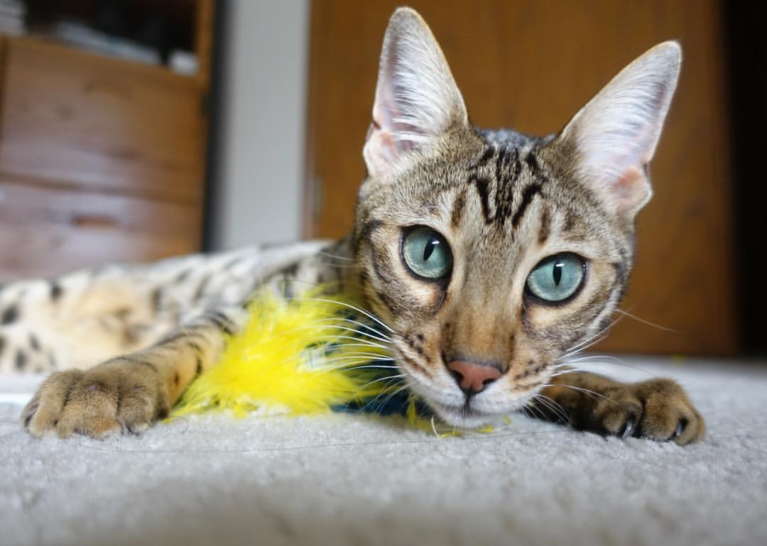 数字青训项目“赋能”未来,行业智能化水平持续提升,数字青少年宫登录入口