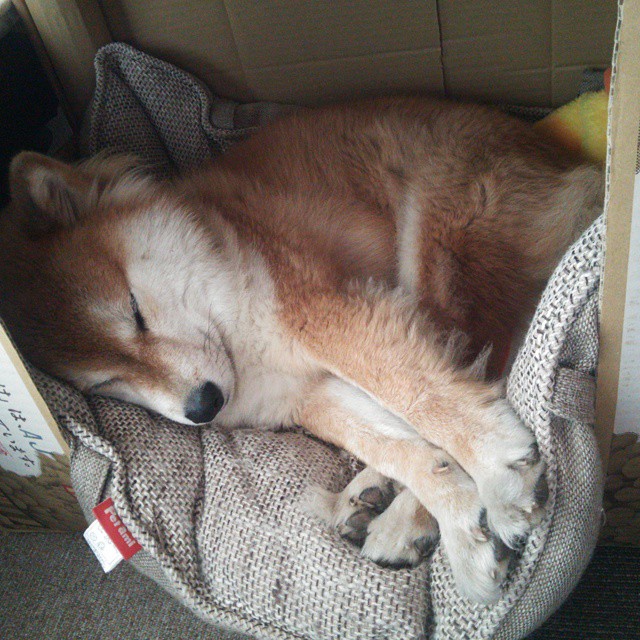 青少年体育锻炼促进策略研究与效果评估,青少年体育运动指导与实践