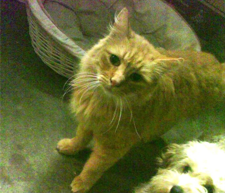 爱游戏体育官方网站-高校运动员营养与训练效果关系研究，运动营养学对当代大学生的影响