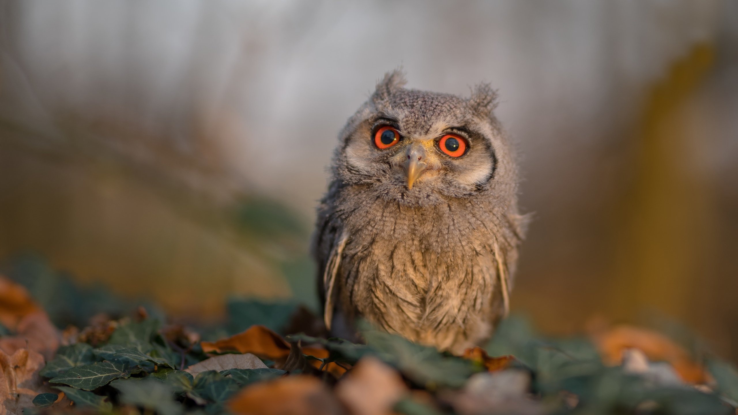 爱游戏娱乐-逆转“奇迹之夜”：欧冠赛场上的“逆天逆转”纪录，欧冠史诗级逆转