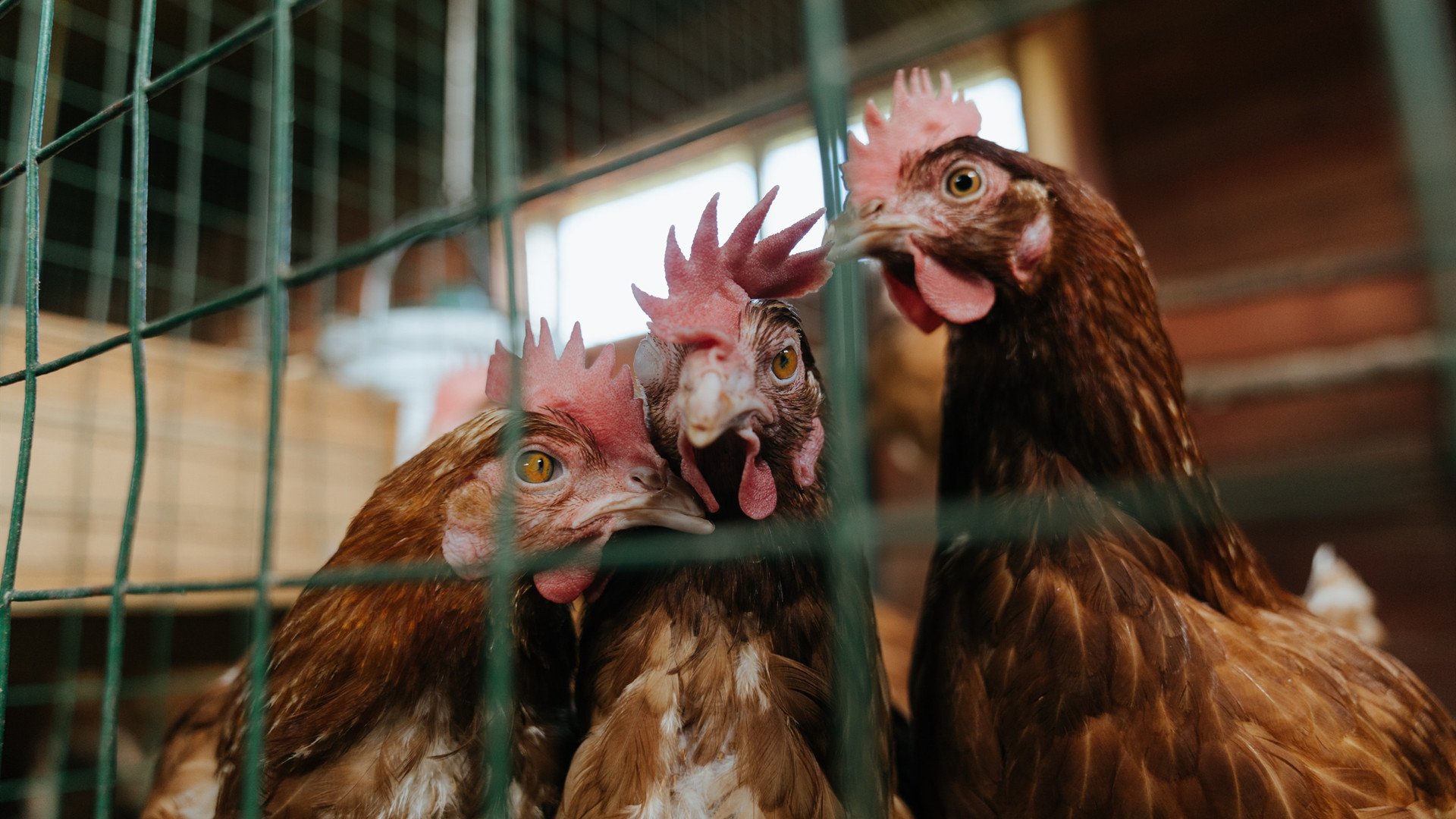 LCK战队社交媒体粉丝互动增强,lck战队分析