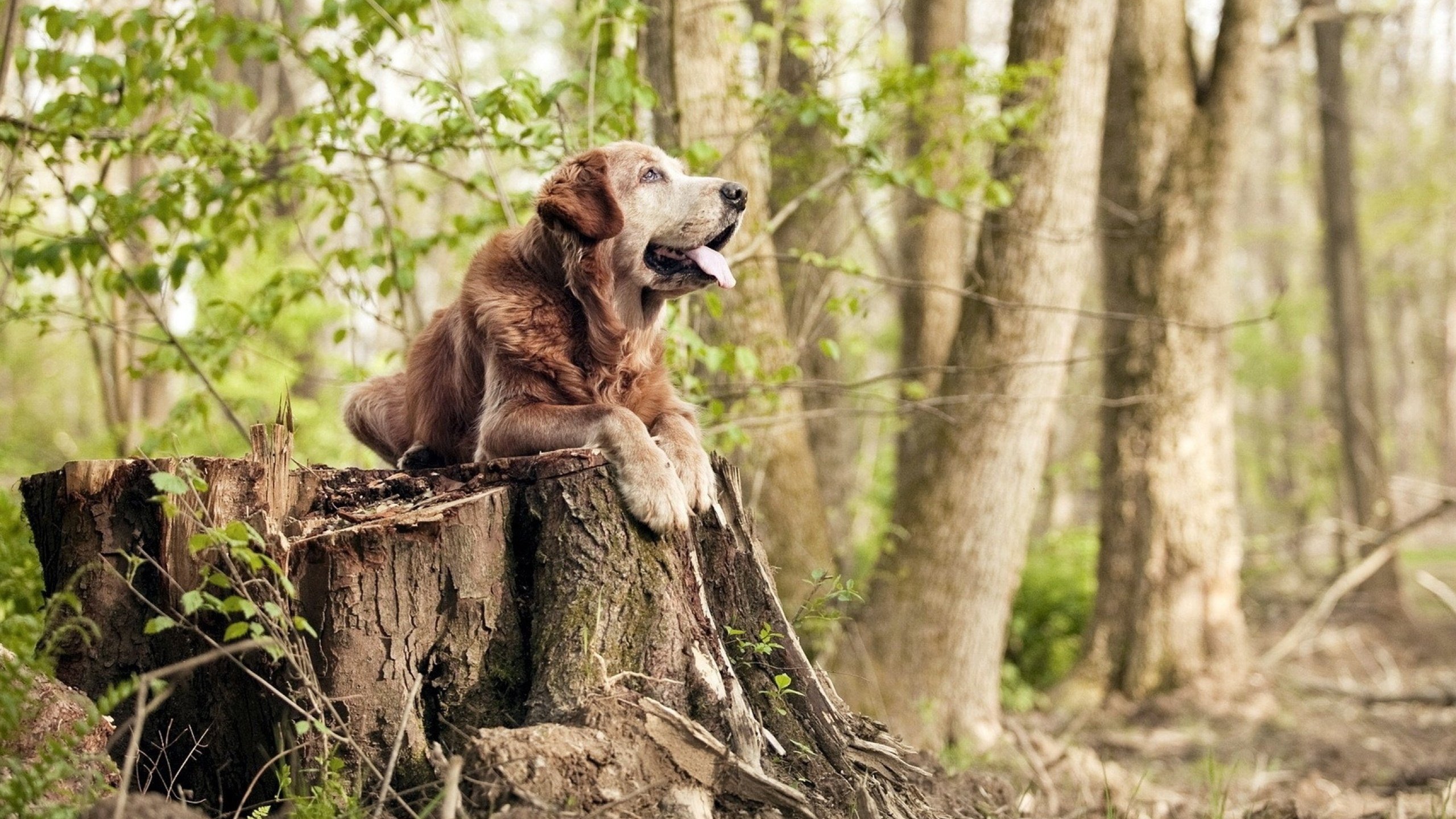 NBA球队联名电竞赛事即将开启,nba球星联名