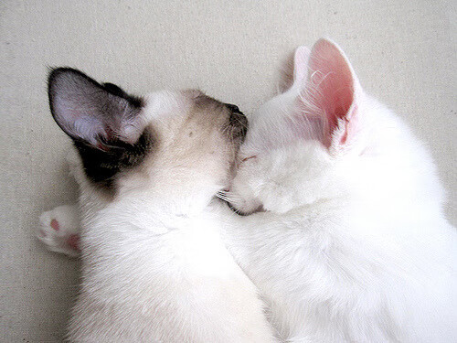 AYXSPORTSAPP-伯恩茅斯众志成城，客场大胜领跑者，伯恩茅斯转会消息