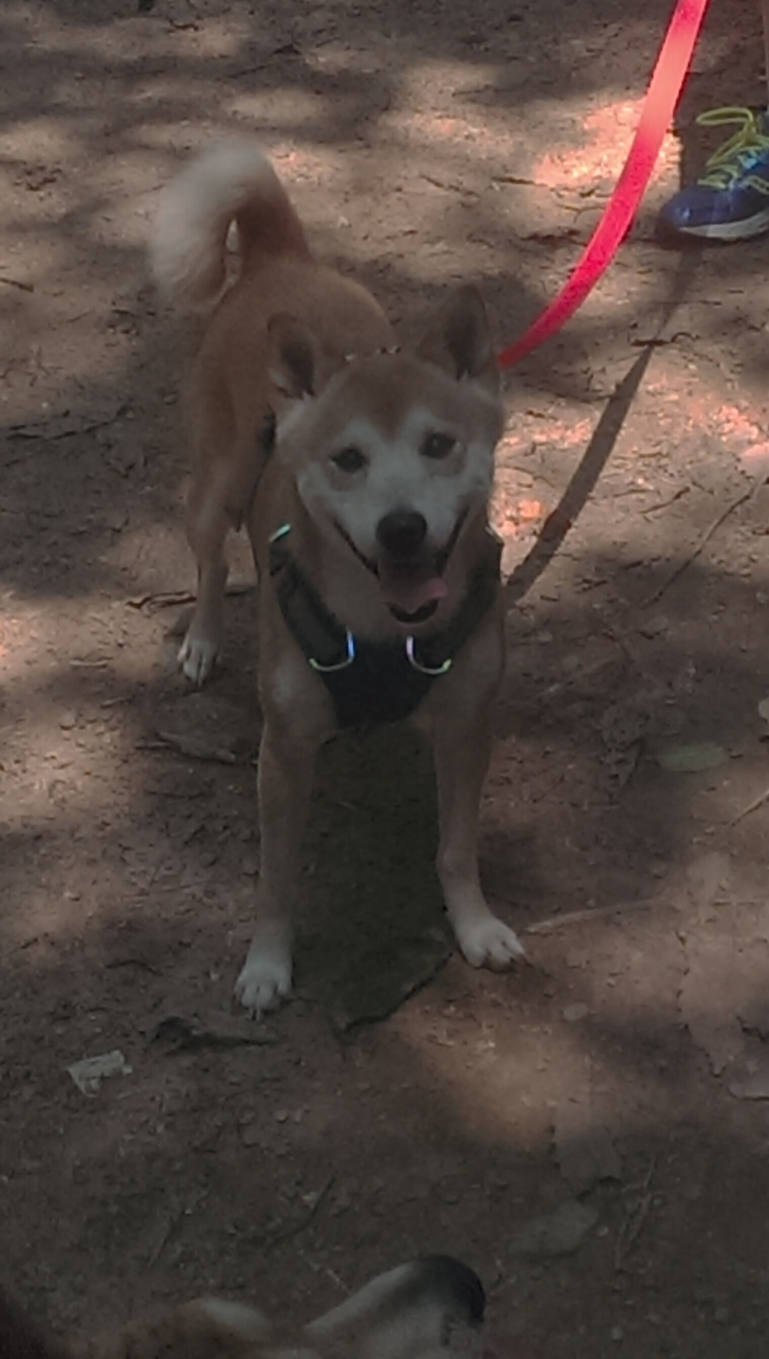 切尔西2-0狼队,状态回暖,切尔西vs狼