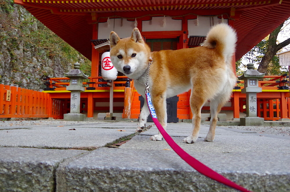 自由泳短距离赛场澳洲旗开得胜,自由泳 奥运
