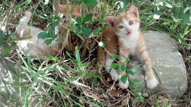 是否应推动联赛数字资产对球迷开放，数字资产是不是9月1合法