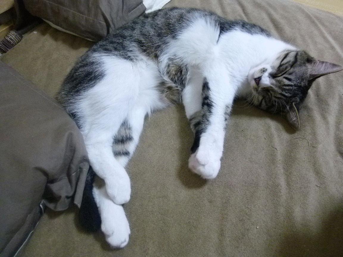 爱游戏体育平台-葡萄牙与意大利在欧洲预选赛中交手——现场观众热情高涨，葡萄牙vs意大利首发