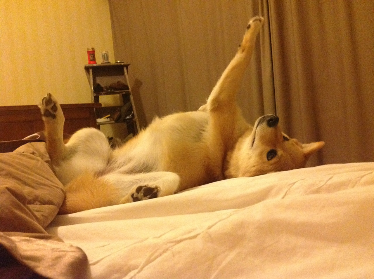 国王新秀发布训练日志记录成长每一步,新国王游戏视频