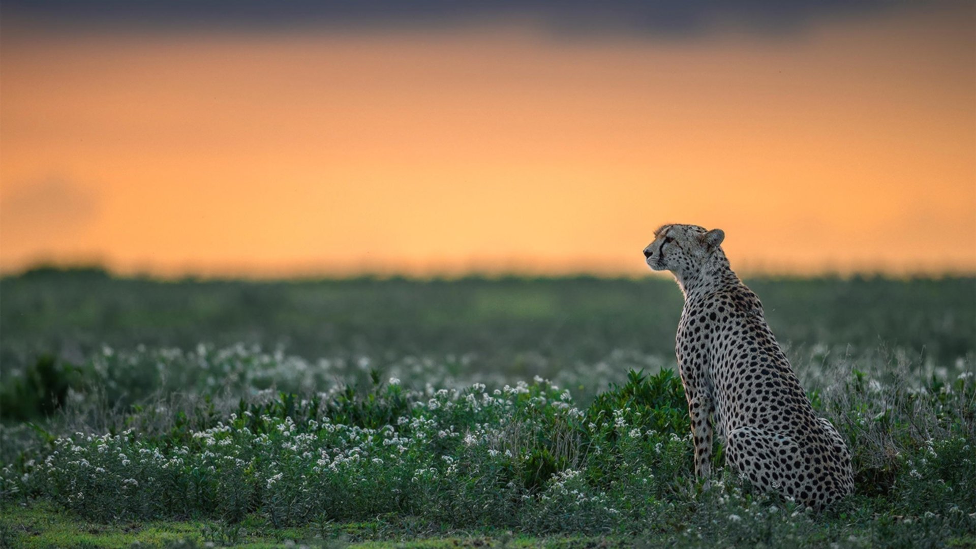 爱游戏体育APP下载-帕特森通过卓越的场上洞察力，为袋鼠队赢得比赛先机，帕特森 美国