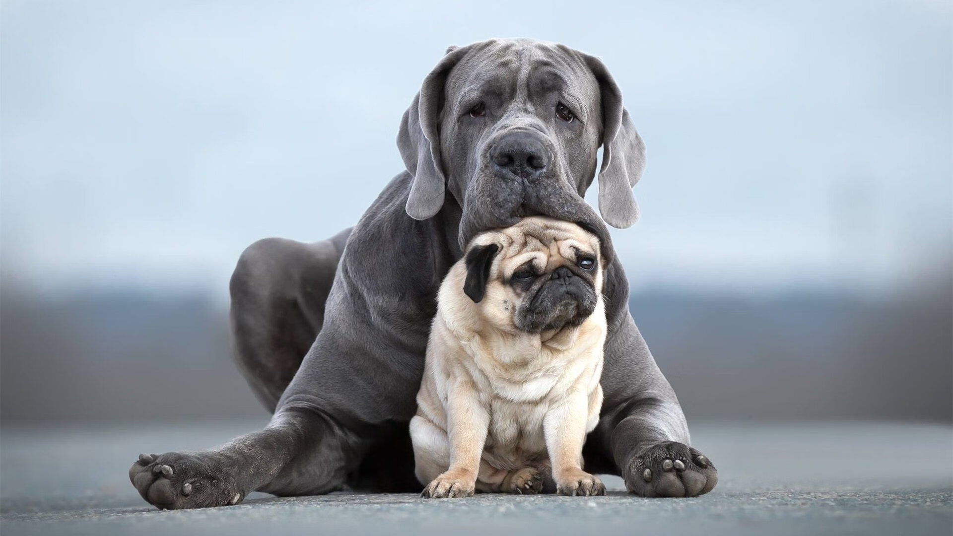 意大利女队自由泳实力持续增强，意大利 游泳