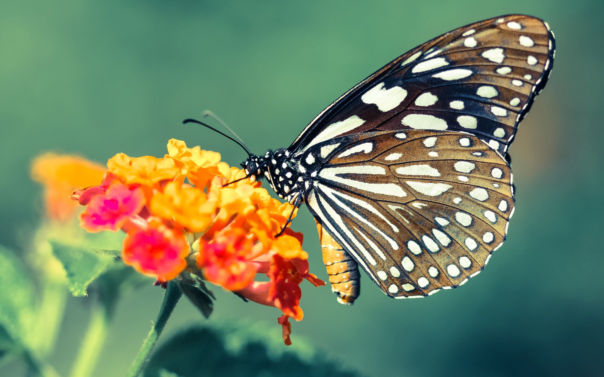 AYX体育-蛙泳新秀中立代表队A刷新赛季最佳，蛙泳决赛视频