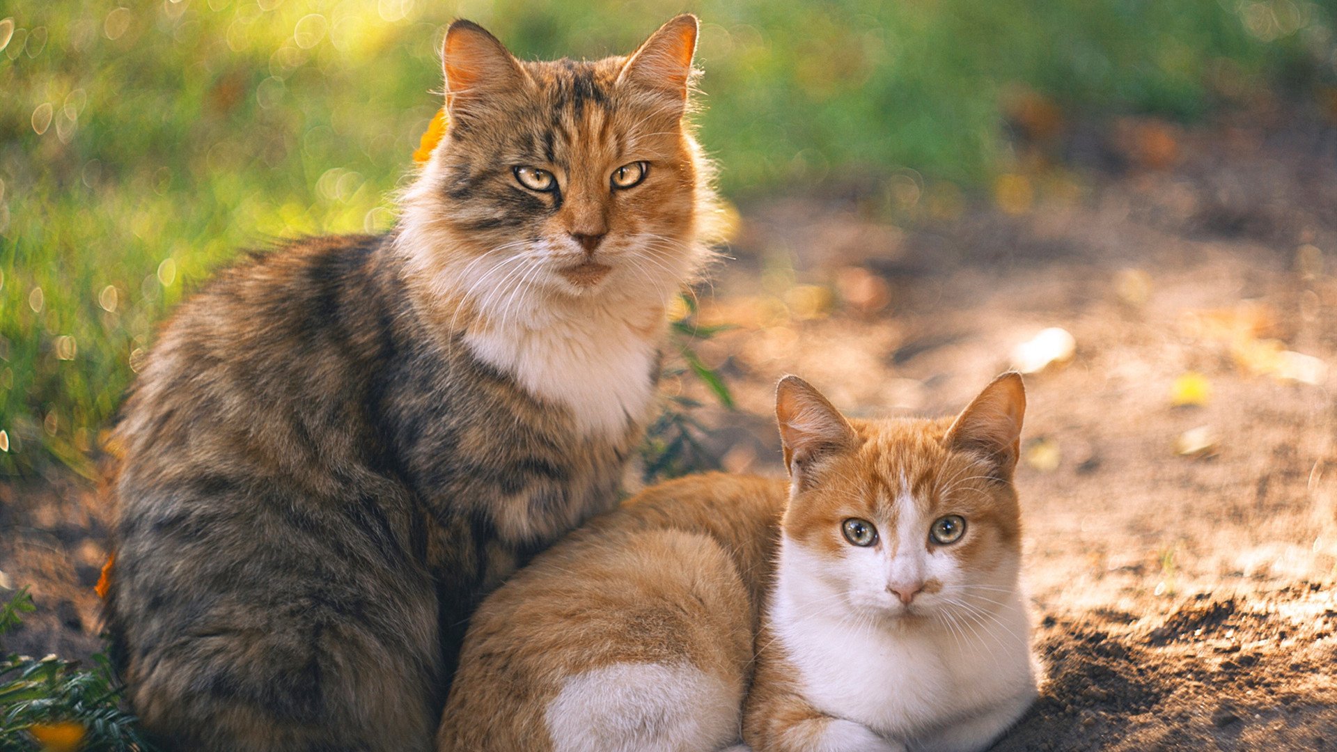 爱游戏下载-“高新体育中心：健力选手破纪录，举重赛场力与美的完美呈现”