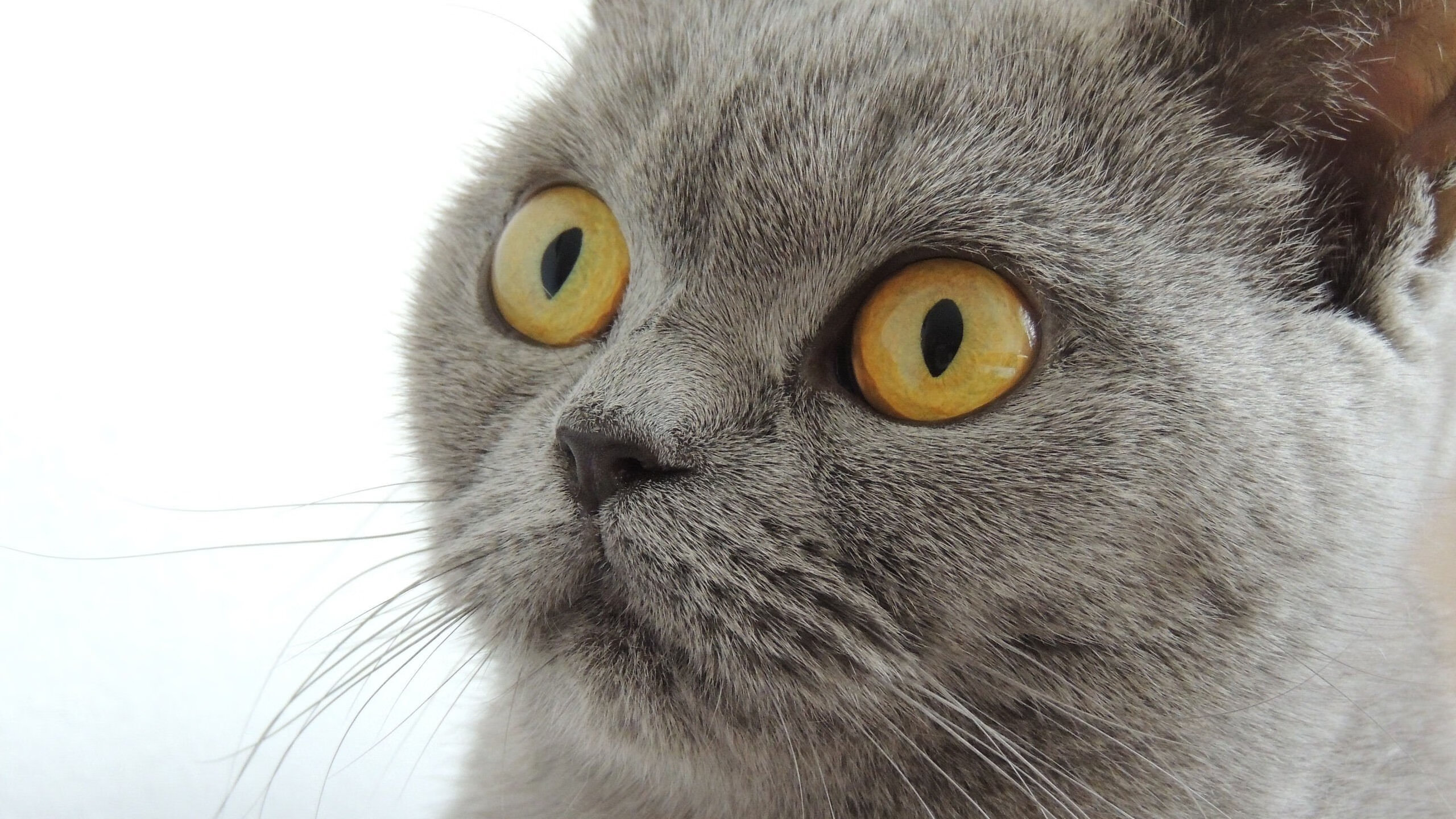 体育新闻中心上线智能体育赛事数据可视化系统,智能体育运动平台