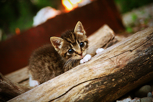 印度赛制的独特机制：从草根到国际赛事的突破，印度公开赛是排名赛吗
